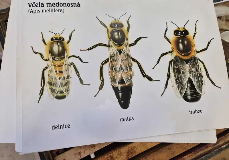 Hřejivý a voňavý svět medu