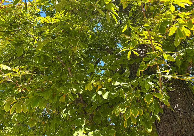 Sluníčko, kaštany a houpačkový relax