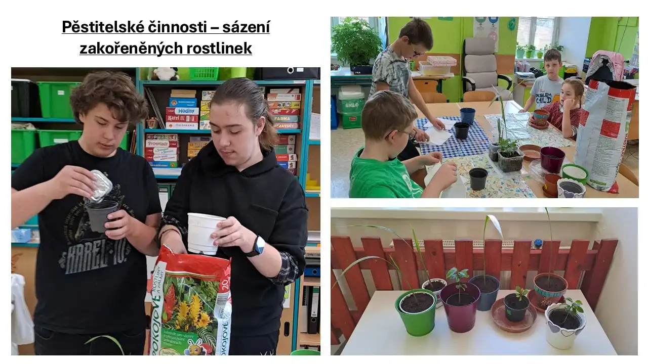 Pěstitelské činnosti - sázení zakořeněných rostlinek